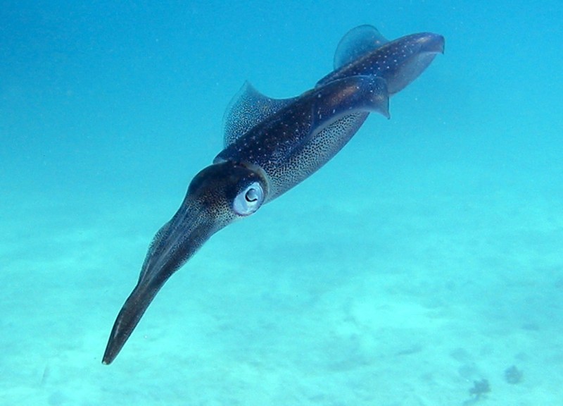 squid