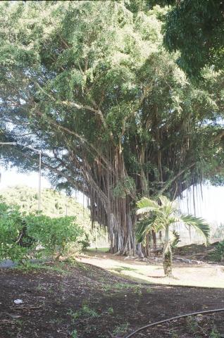 Banyan Trees