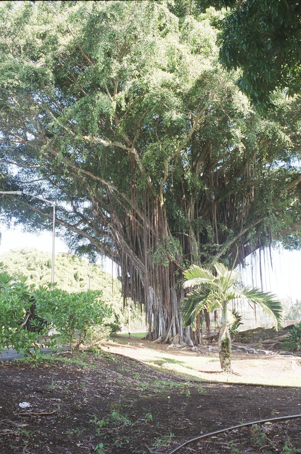 Banyan Trees