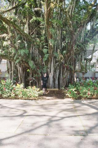 Banyan Trees
