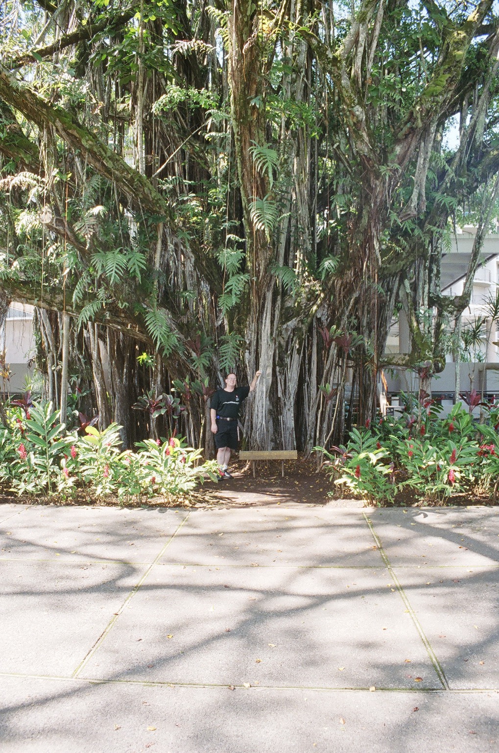 Banyan Trees