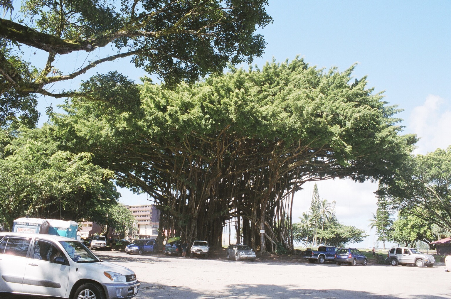 Banyan Trees