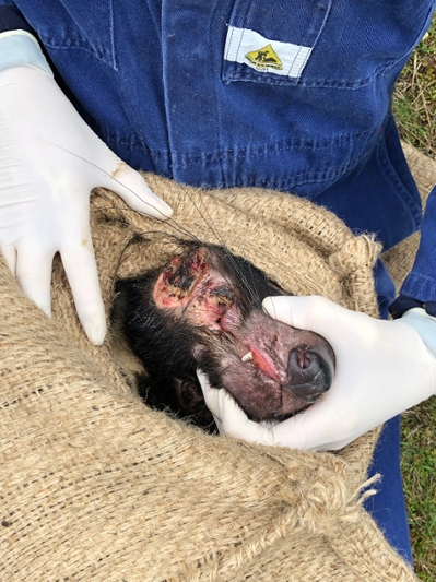 A Tasmanian devil is pictured with devil facial tumour disease. (Submitted Photo)