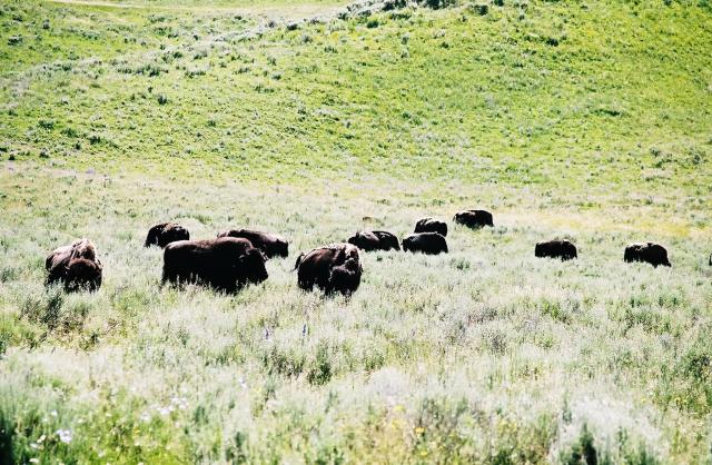Bison