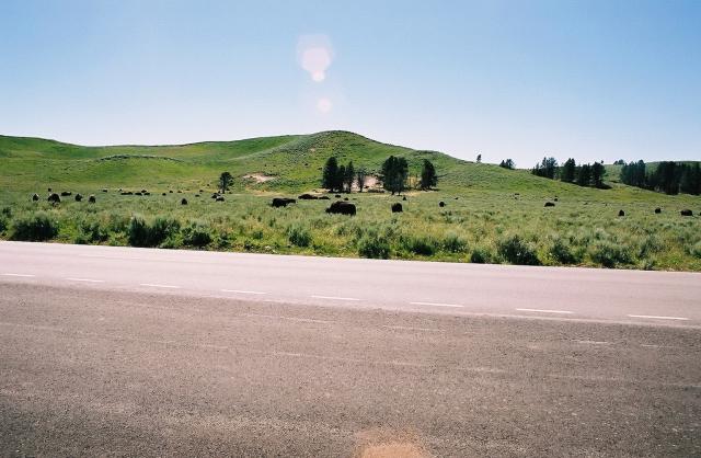 More Bison