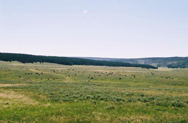 Whole Field of Bison