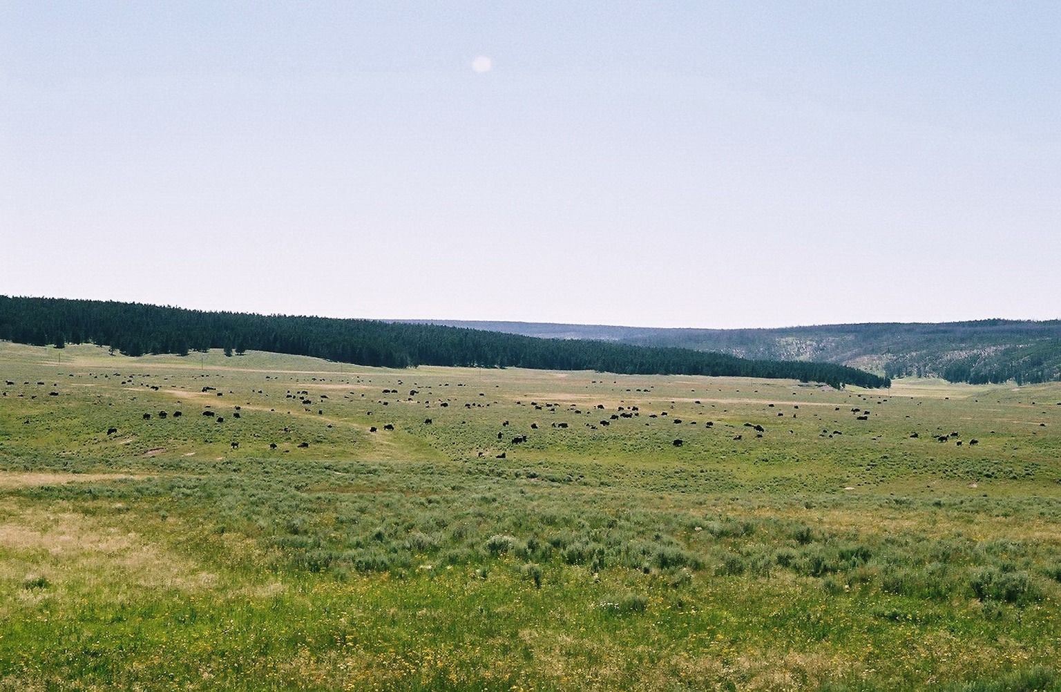 Whole Field of Bison
