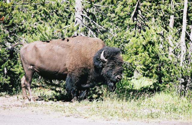 Bull Bison upclose near Visitor Center