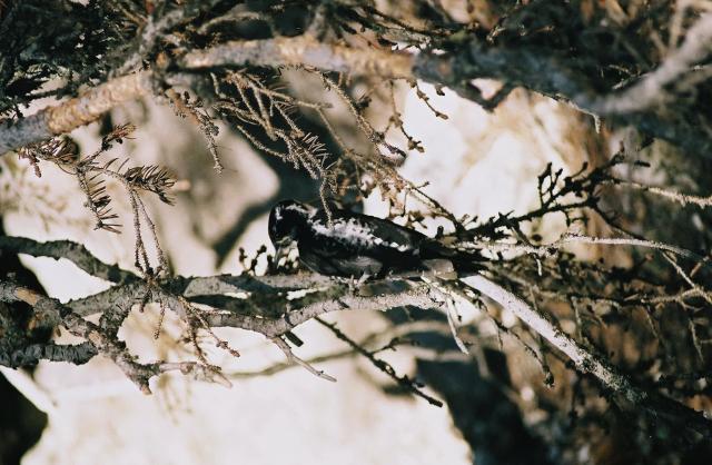 Bird in Tree