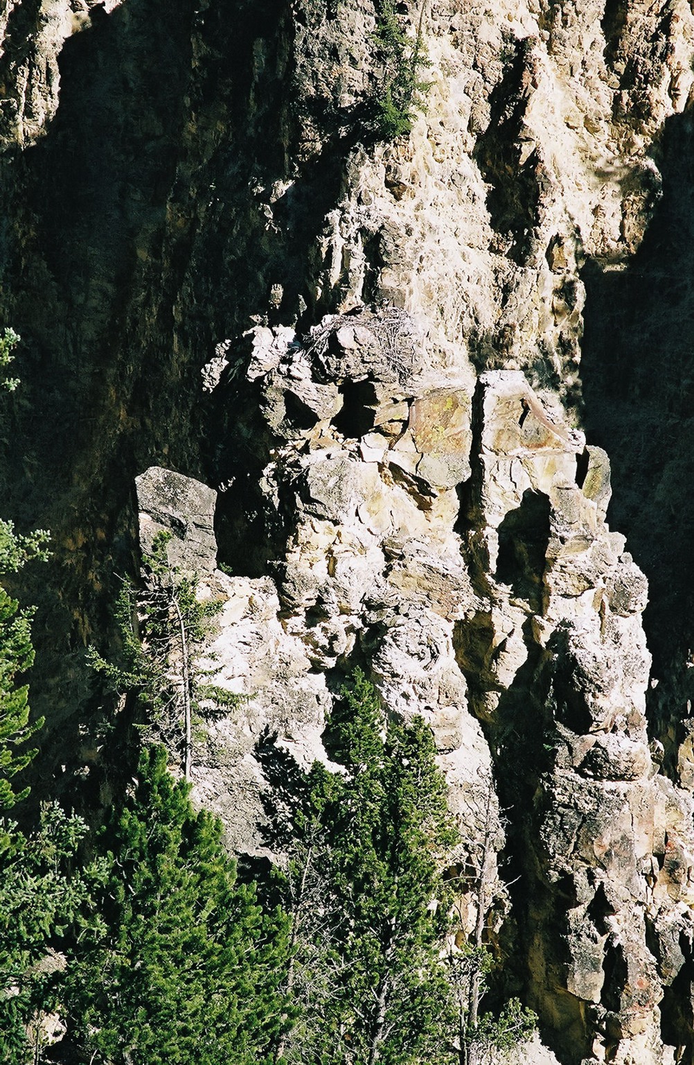 Osprey's Nest