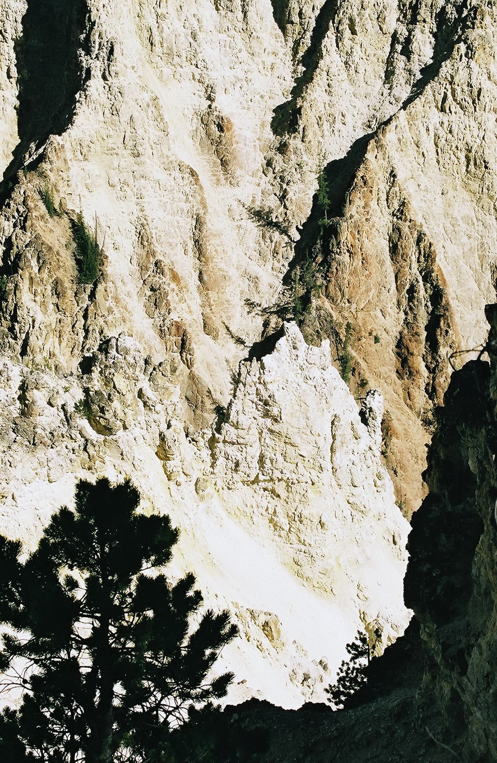 Wider view of Osprey Nest