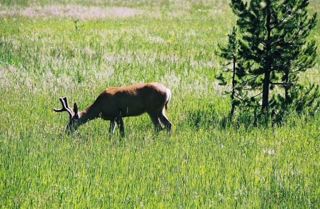 Deer in Yellowstone
