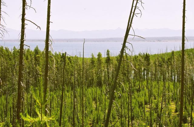 Forest and Lake