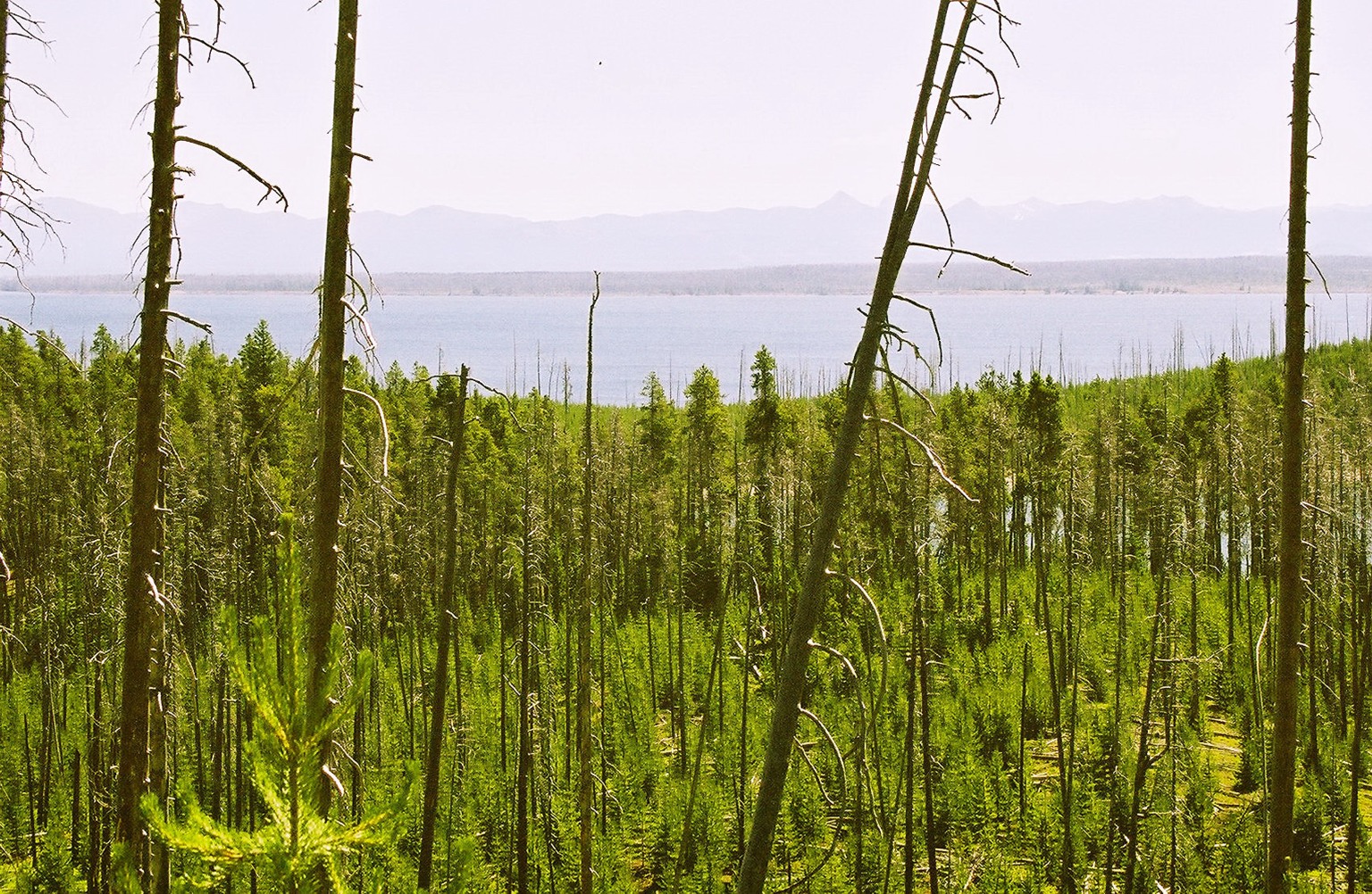 Forest and Lake