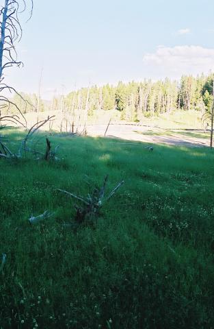 Forest Near Mud Volcano
